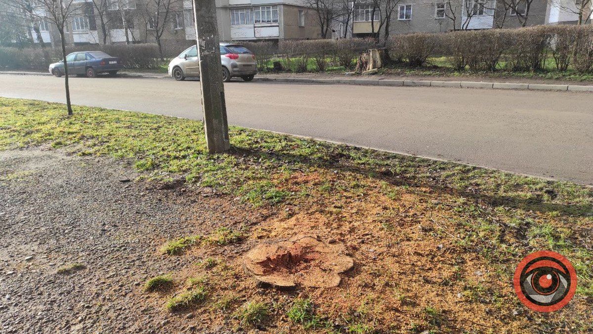 На вулиці Лисенка корчують пні, щоб посадити дерева 8