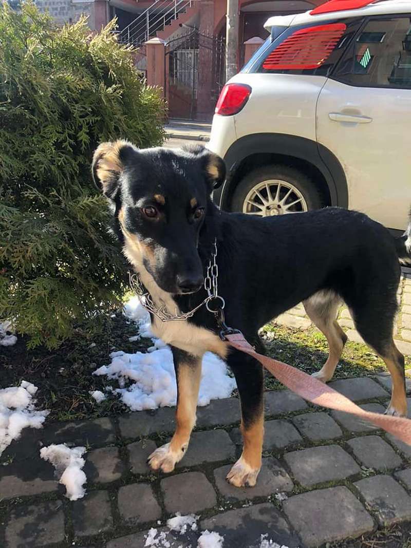 Чотирилапі друзі шукають господарів у Коломиї 3