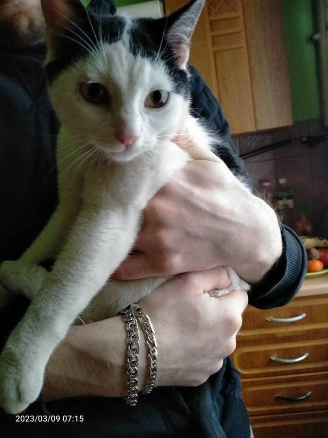 Чотирилапі друзі шукають домівку в Коломиї 4