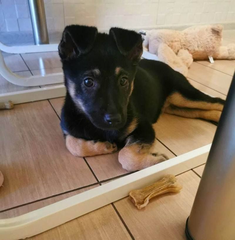 Чотирилапі друзі шукають господарів у Коломиї 2