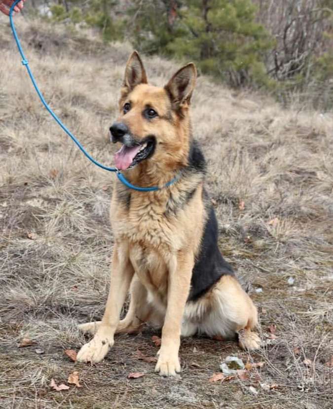 Чотирилапі друзі шукають домівку в Коломиї 5