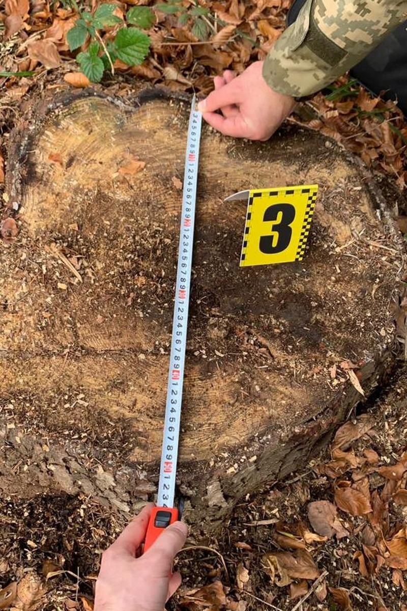 5 працівників вирубали лісу в національному парку на понад 2 млн грн 2