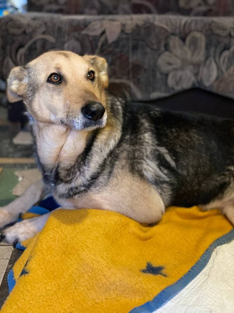 Чотирилапі друзі шукають господарів у Коломиї 4