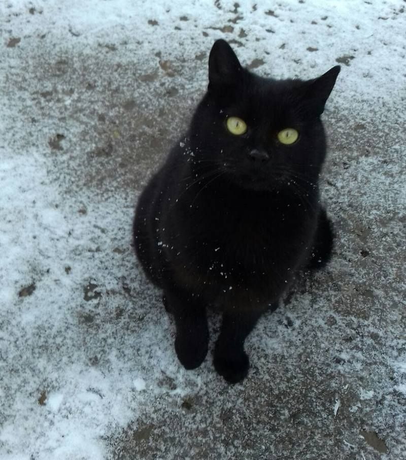 Чотирилапі друзі шукають господарів у Коломиї 5