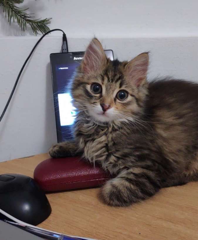 Чотирилапі друзі шукають домівку в Коломиї 2