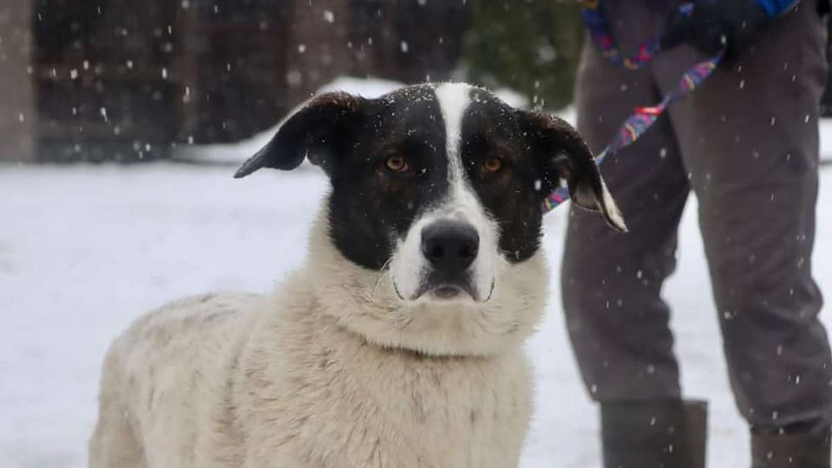 Чотирилапі друзі шукають люблячу сім'ю 3
