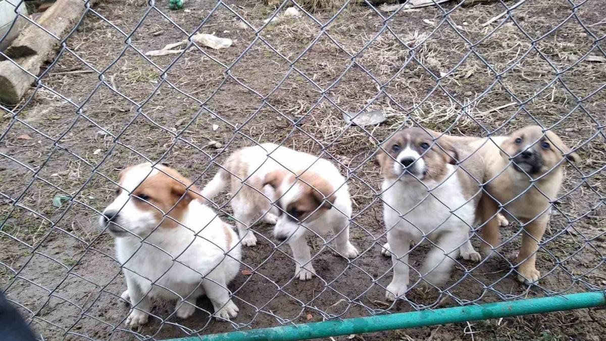 Маленькі чотирилапі шукають домівку в Коломиї 3