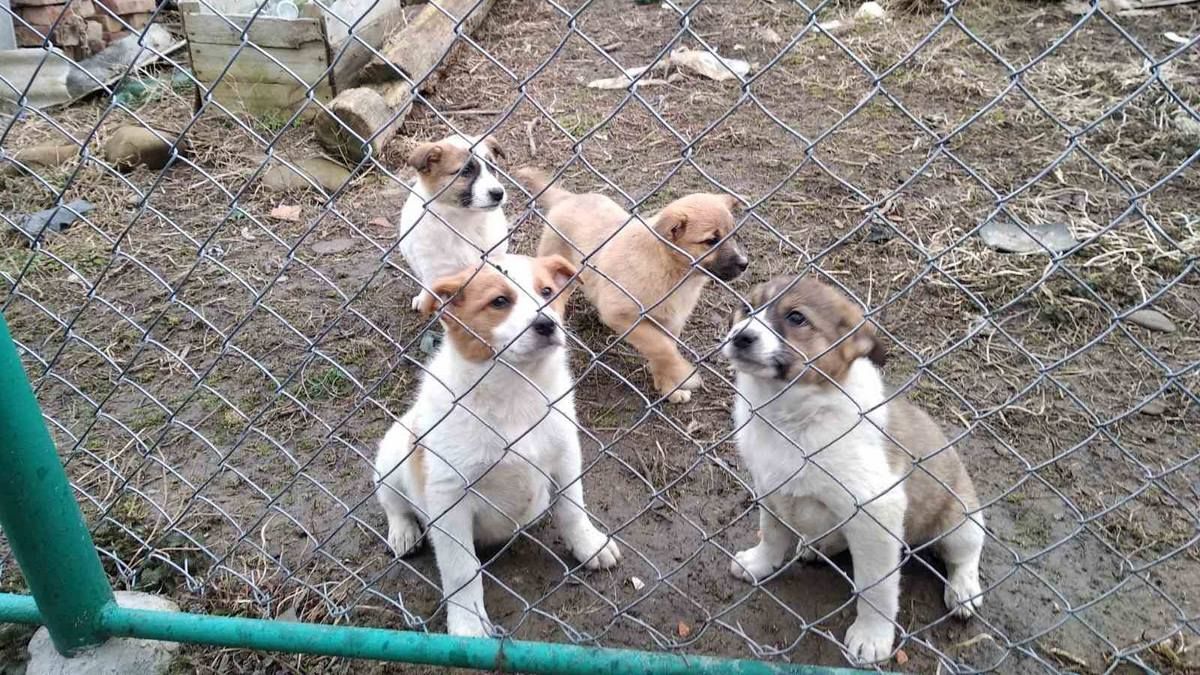 Чотирилапі друзі шукають господарів у Коломиї 6