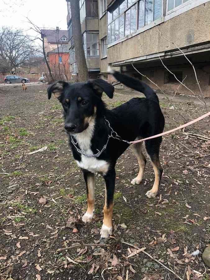 Чотирилапі друзі шукають домівку в Коломиї 3