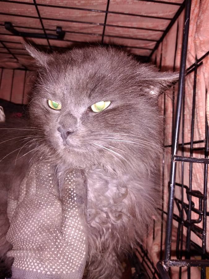 Чотирилапі друзі шукають люблячу сім'ю 6