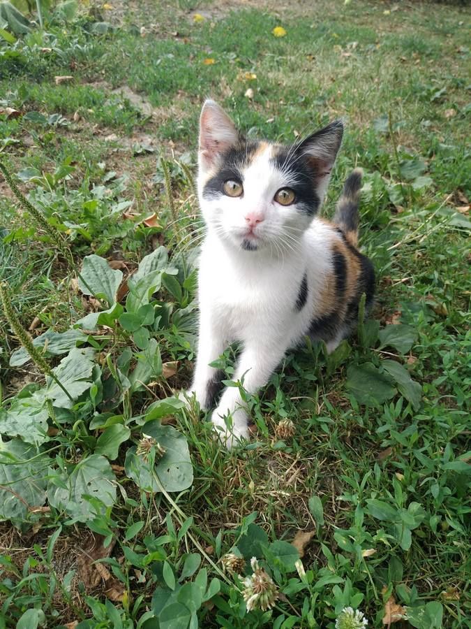 Чотирилапі друзі шукають люблячу сім'ю 5