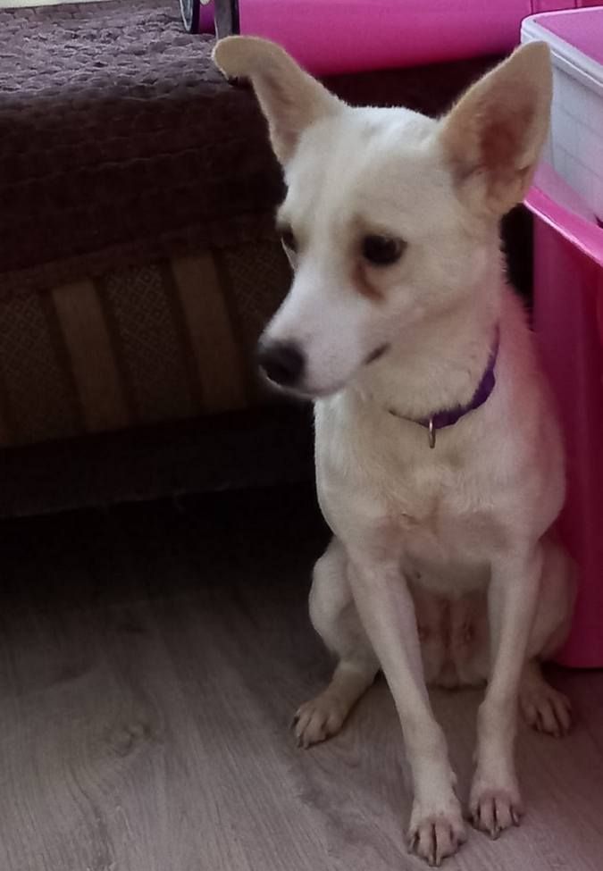 Чотирилапі друзі шукають домівку в Коломиї 1