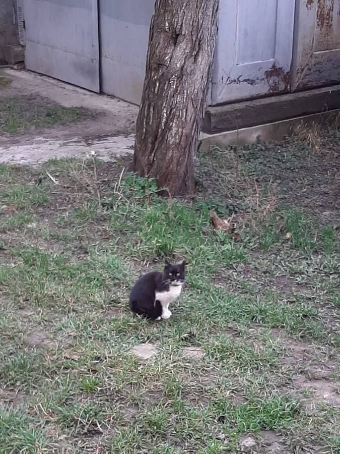 Чотирилапі друзі шукають люблячу сім'ю 4