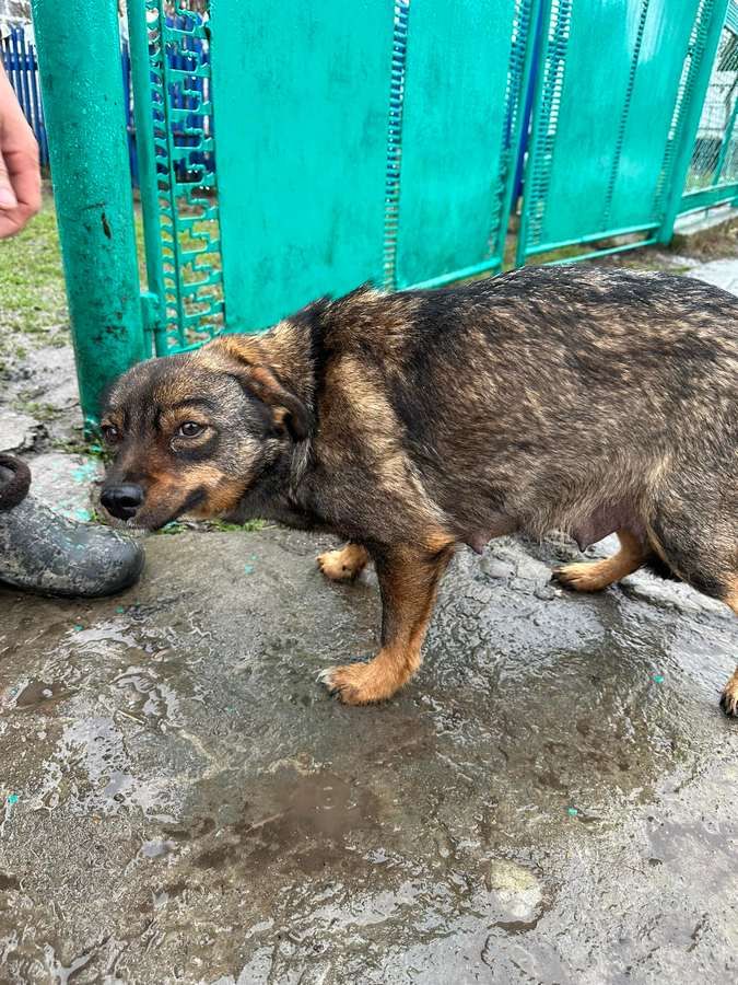 Чотирилапі друзі шукають люблячу сім'ю 1