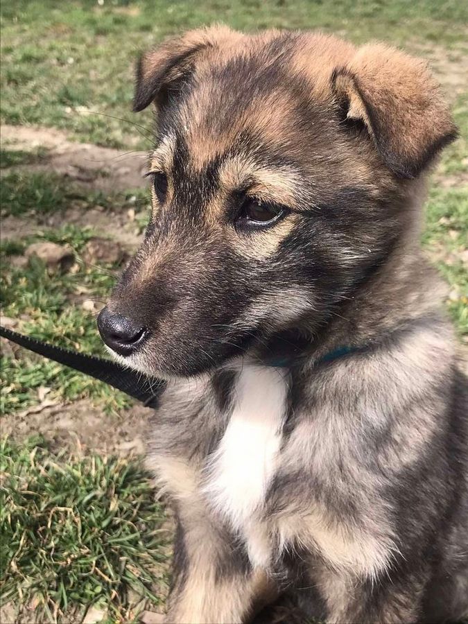 Маленькі чотирилапі шукають домівку в Коломиї 2