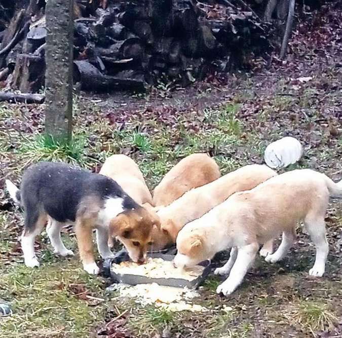 Маленькі чотирилапі шукають домівку в Коломиї 5