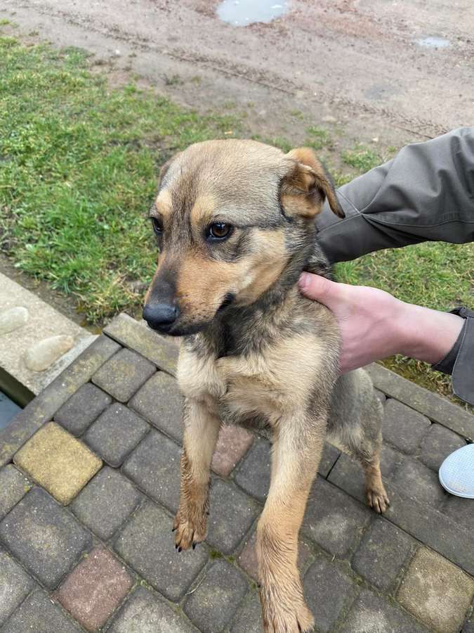 Маленькі чотирилапі шукають домівку в Коломиї 4