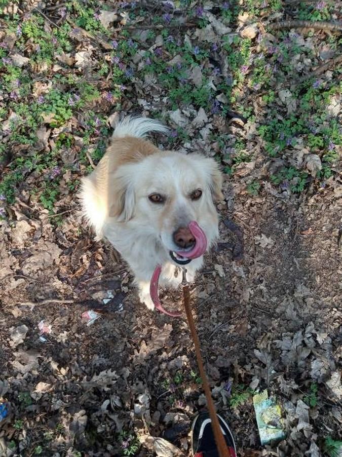 Маленькі чотирилапі шукають домівку в Коломиї 1