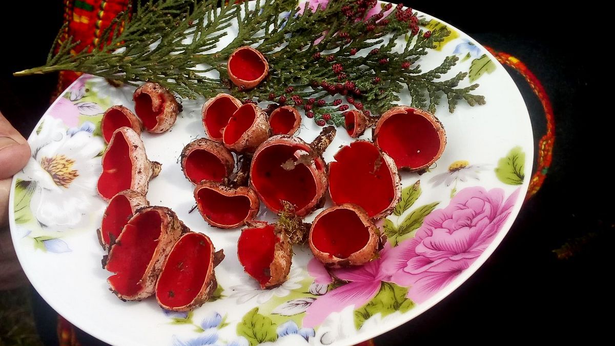 Космацький грибник похизувався весняною знахідкою 1