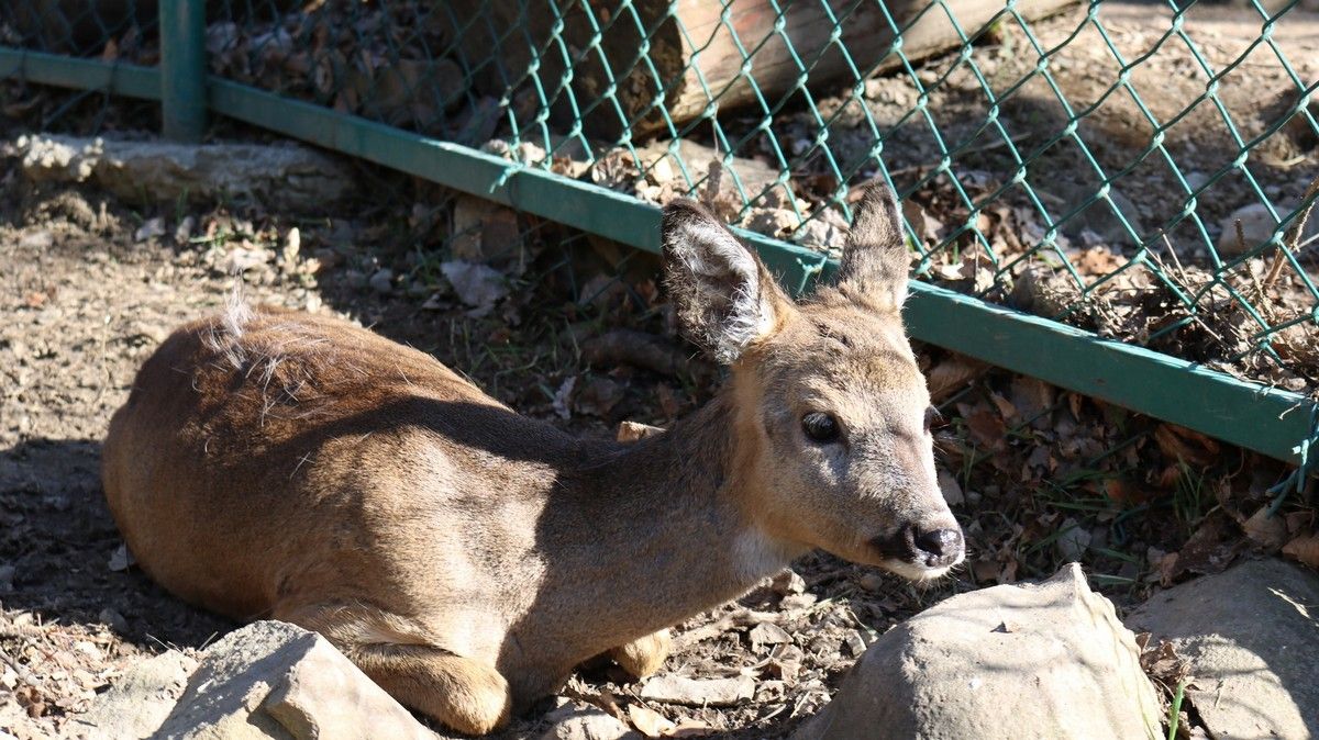 Мешканці Яремчанщини знайшли домівку для козулі 1