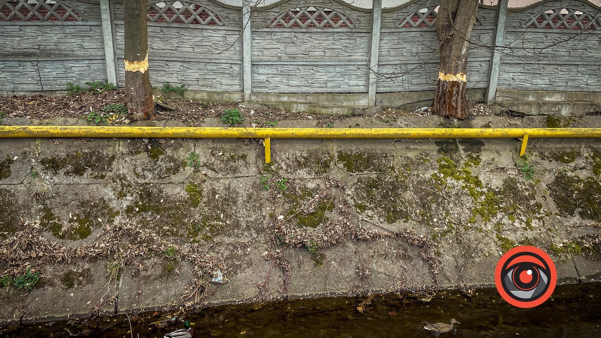 У Коломиї невідомі гралися в бобра: що сталось на вул. С. Тарабалки 2