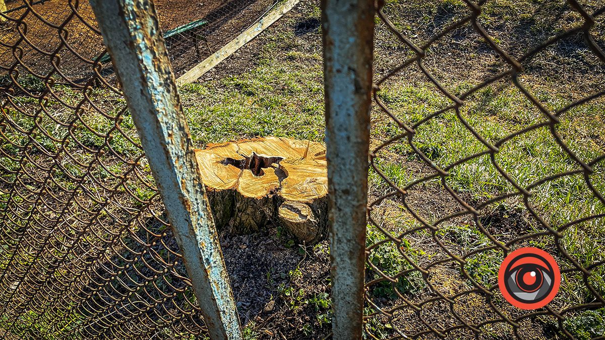 Біля кортів в Коломиї зрізали ряд акацій: як тепер виглядає вул. Кобилянської 6