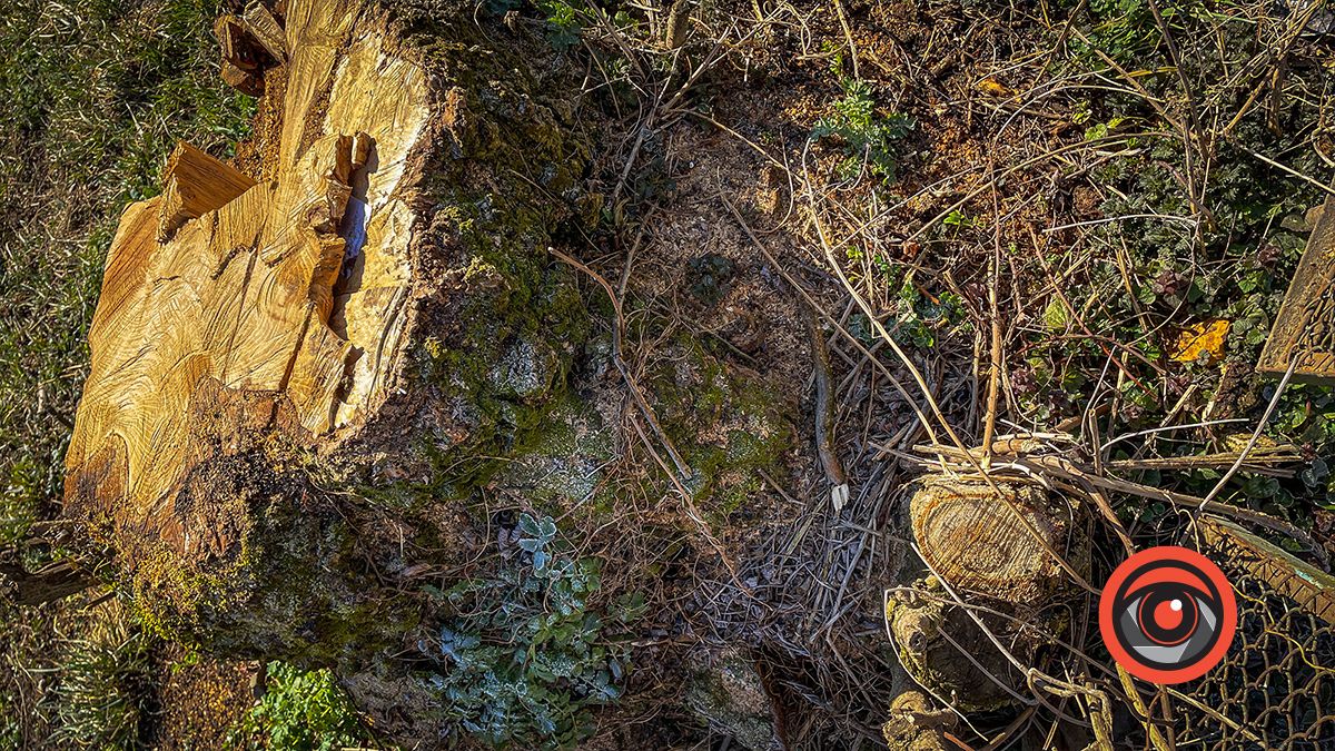 Біля кортів в Коломиї зрізали ряд акацій: як тепер виглядає вул. Кобилянської 5