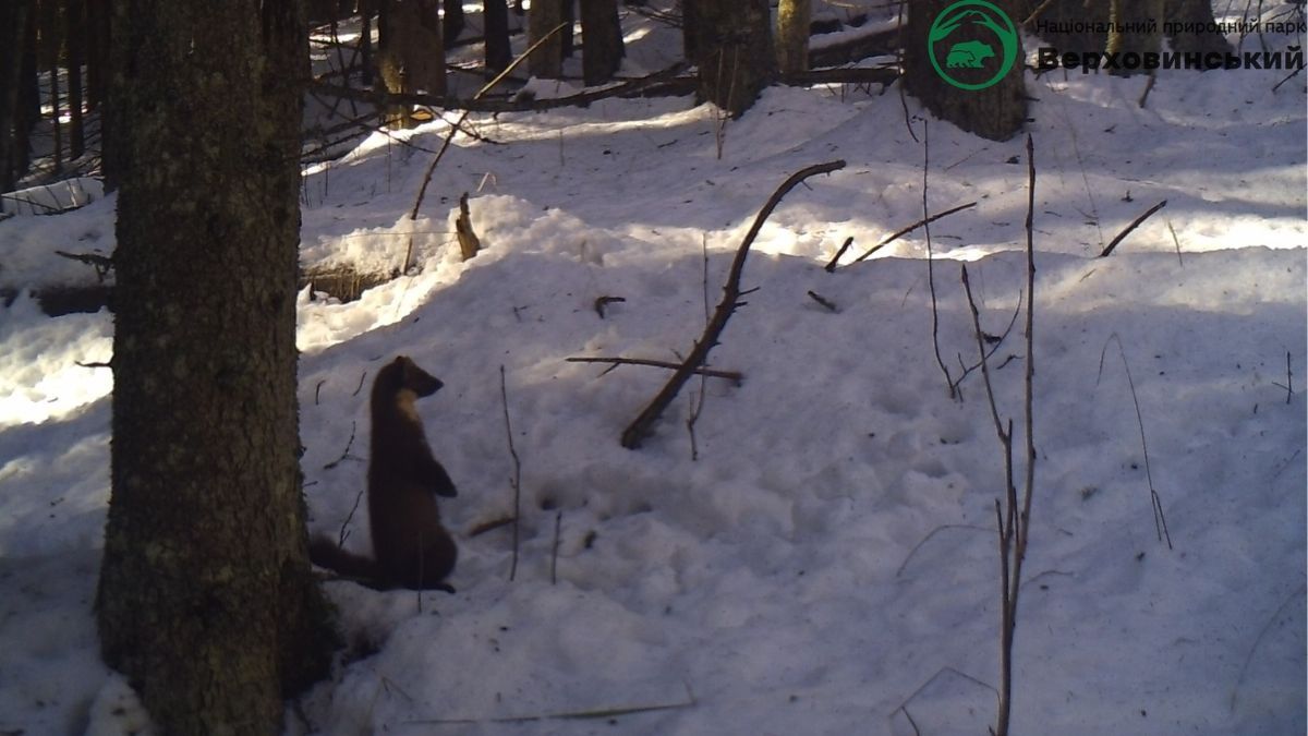 На Прикарпатті фотопастка "спіймала" кількох диких тварин 8