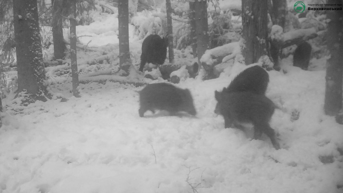 На Прикарпатті фотопастка "спіймала" кількох диких тварин 7