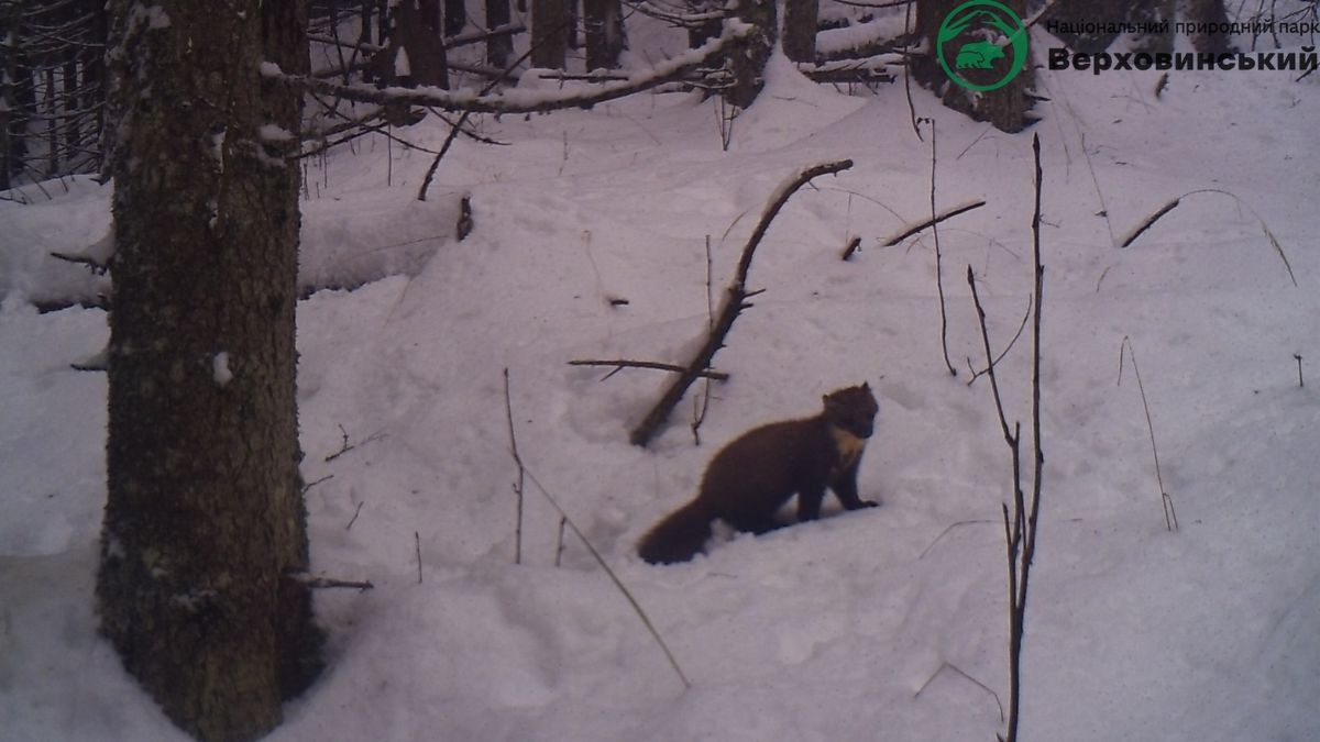 На Прикарпатті фотопастка "спіймала" кількох диких тварин 6