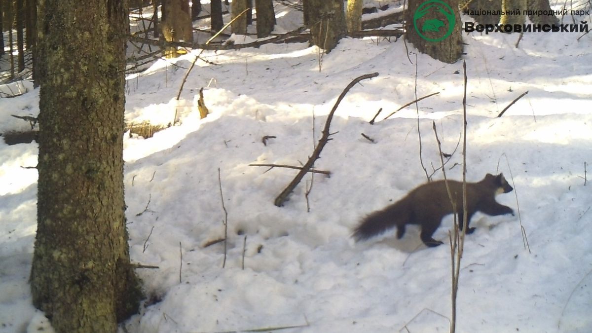 На Прикарпатті фотопастка "спіймала" кількох диких тварин 5
