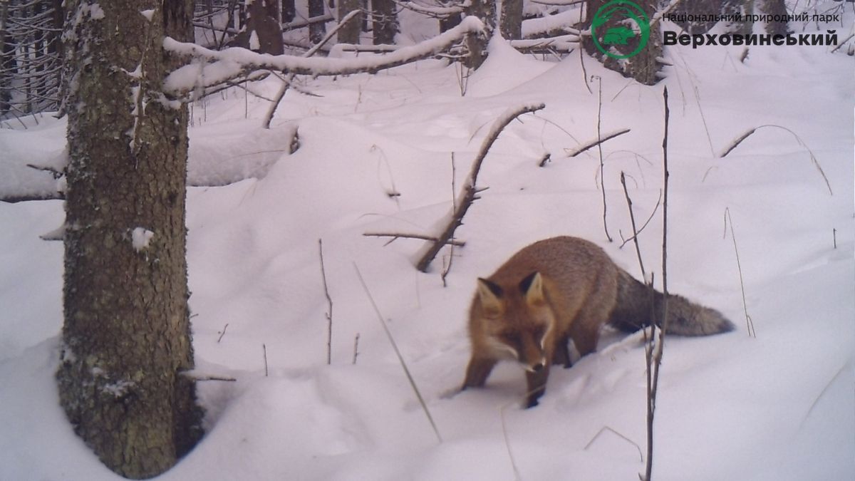 На Прикарпатті фотопастка "спіймала" кількох диких тварин 4