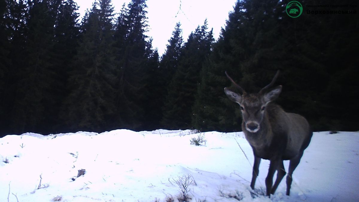 На Прикарпатті фотопастка "спіймала" кількох диких тварин 3