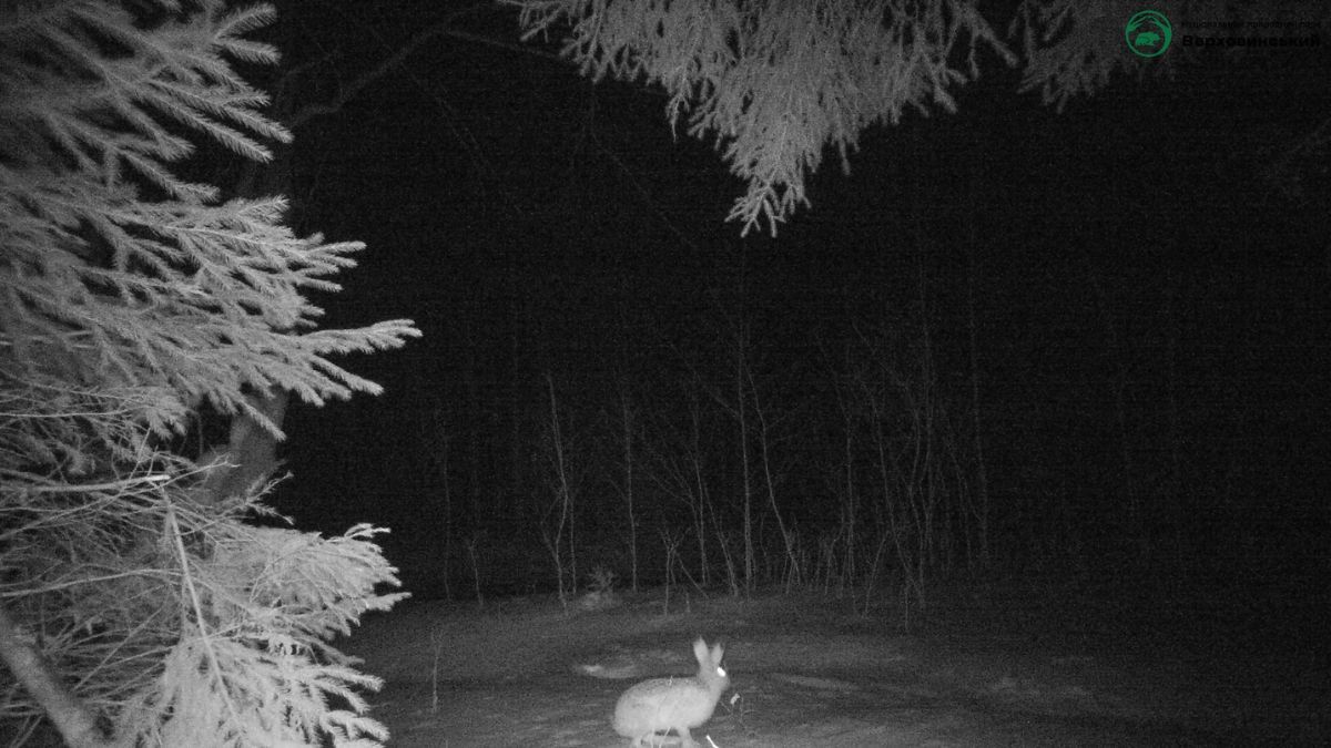На Прикарпатті фотопастка "спіймала" кількох диких тварин 2