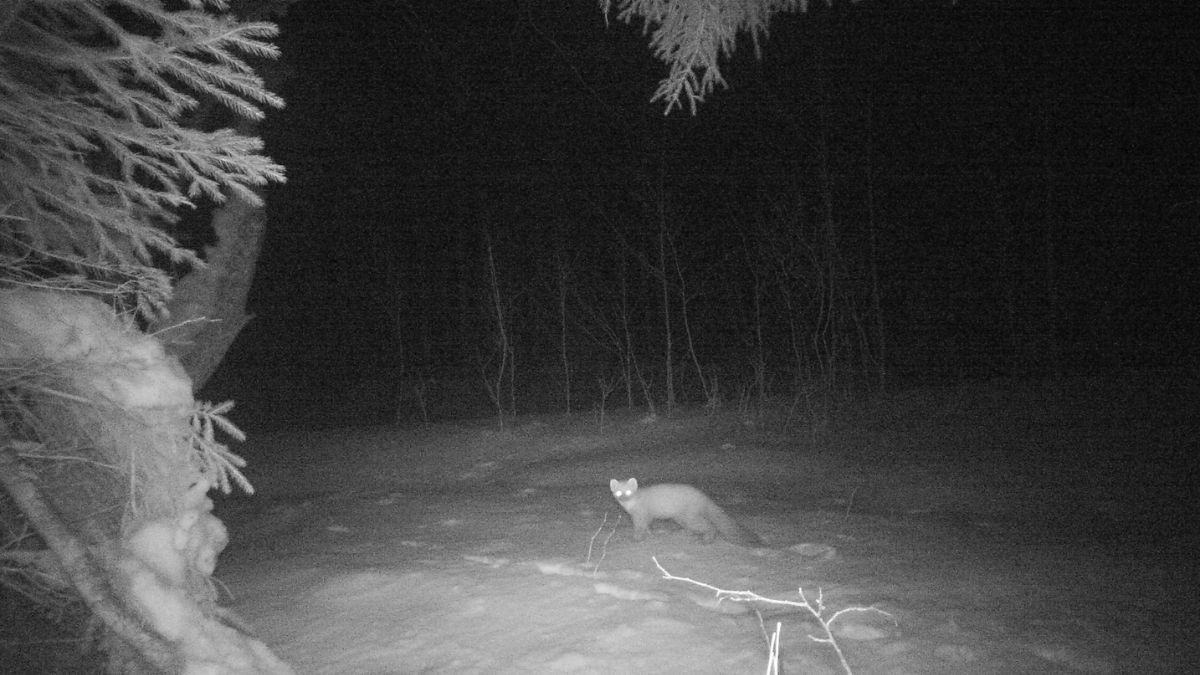 На Прикарпатті фотопастка "спіймала" кількох диких тварин 1