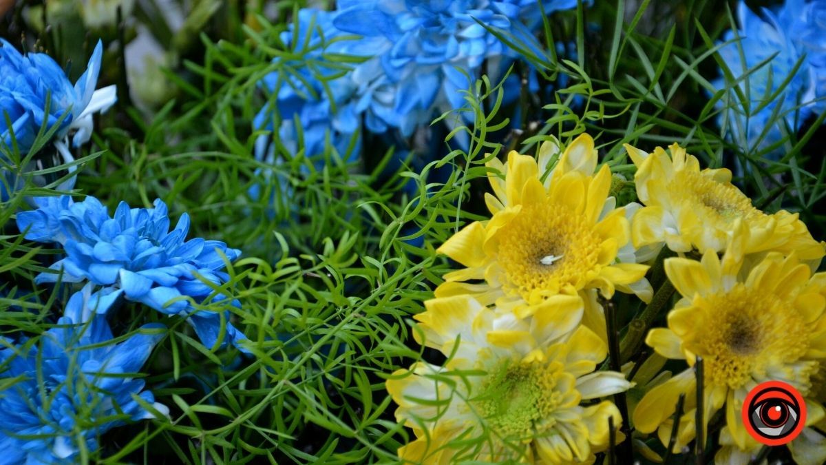 Коломия провела в останню дорогу Героїв Олександра Ганущака та Андрія Чемериса 12