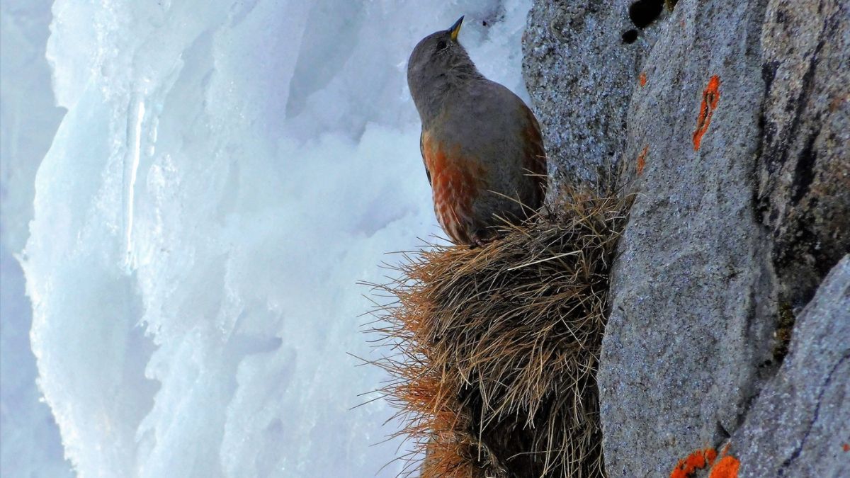 Червонокнижну альпійську тинівку помітили в Карпатах 1