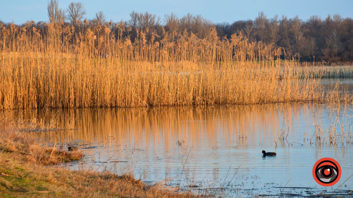 Краса та потворність Шевченківського озера в Коломиї | Фоторепортаж 20