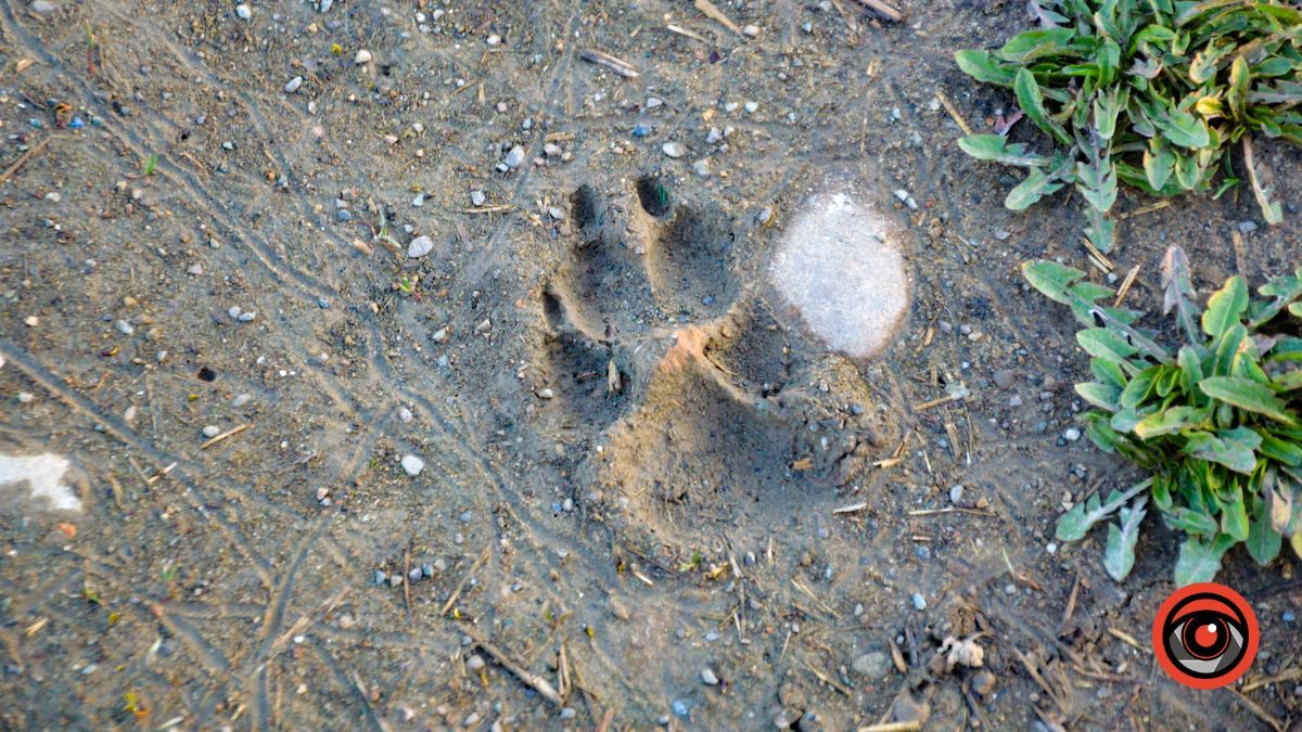 Краса та потворність Шевченківського озера в Коломиї | Фоторепортаж 14