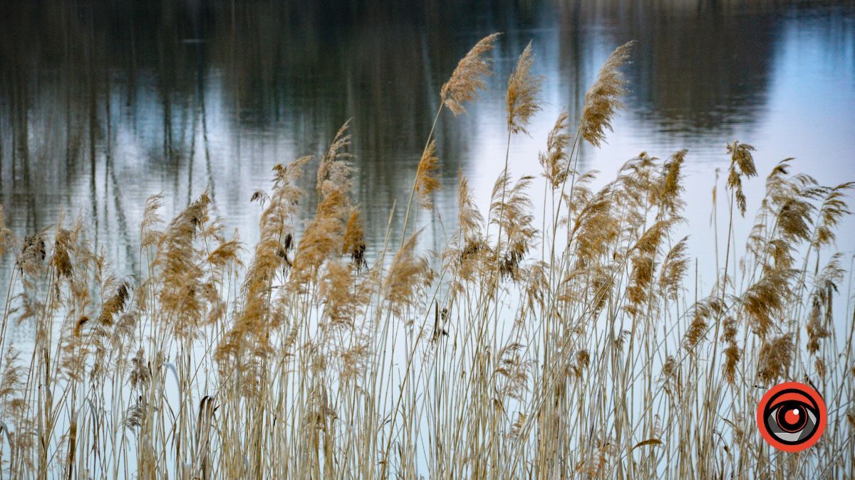 Краса та потворність Шевченківського озера в Коломиї | Фоторепортаж 10