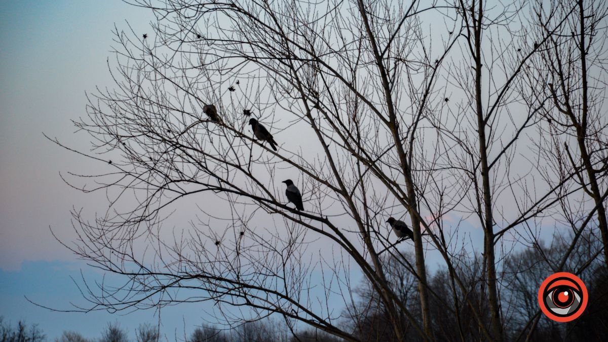 Краса та потворність Шевченківського озера в Коломиї | Фоторепортаж 9