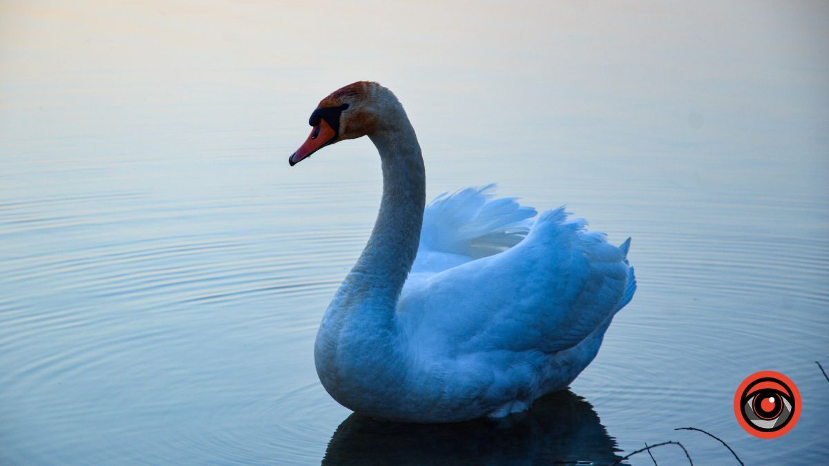 Краса та потворність Шевченківського озера в Коломиї | Фоторепортаж 4