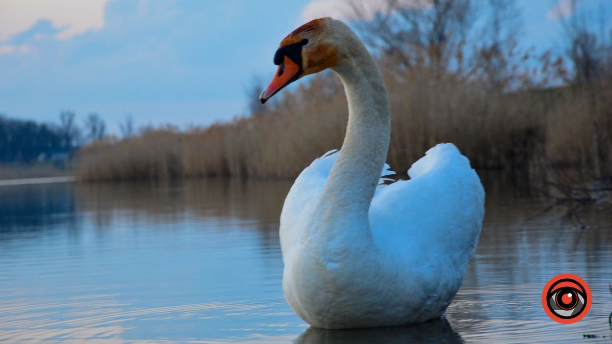Краса та потворність Шевченківського озера в Коломиї | Фоторепортаж 7