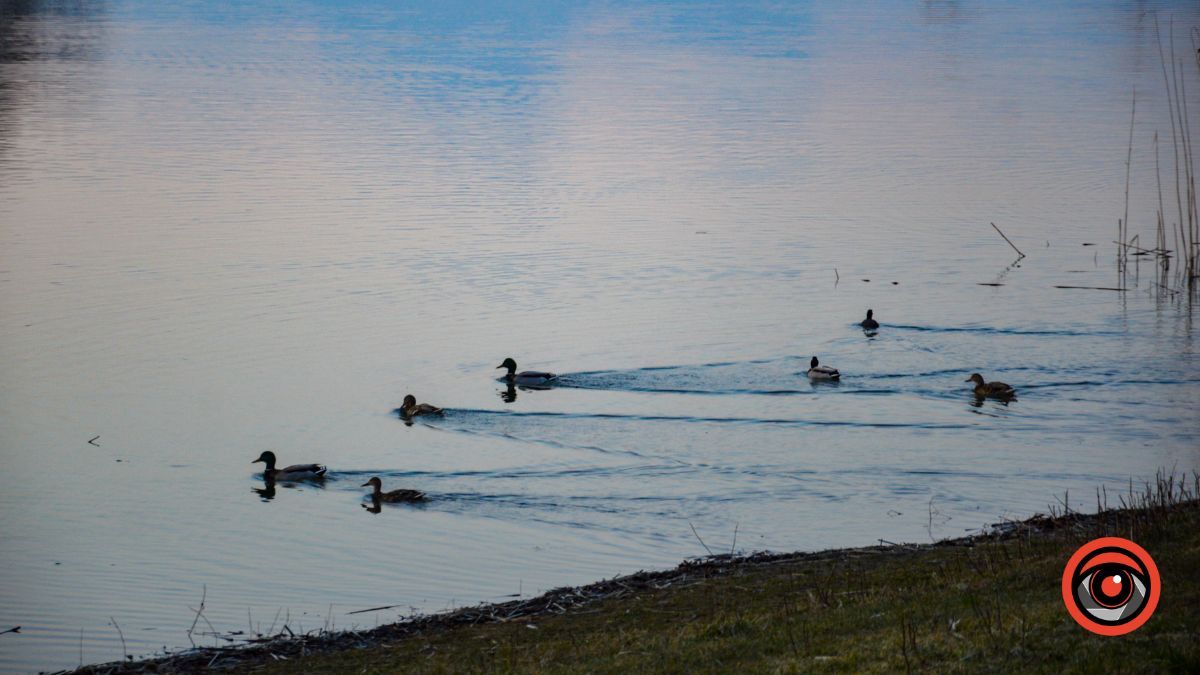 Краса та потворність Шевченківського озера в Коломиї | Фоторепортаж 5