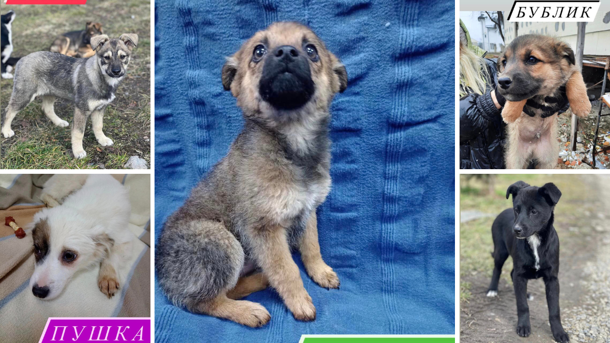 Чотирилапі друзі шукають господарів у Коломиї 1