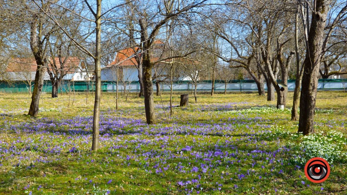 Справжня весна прийшла і до нас | Фоторепортаж 12