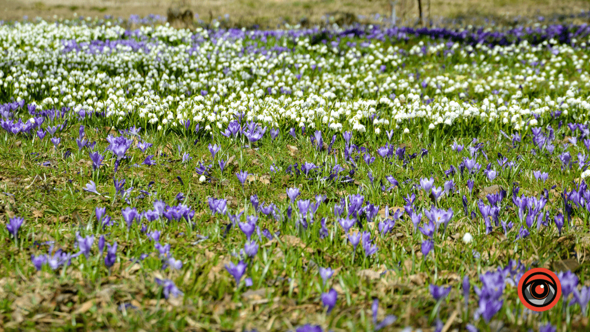 Справжня весна прийшла і до нас | Фоторепортаж 8
