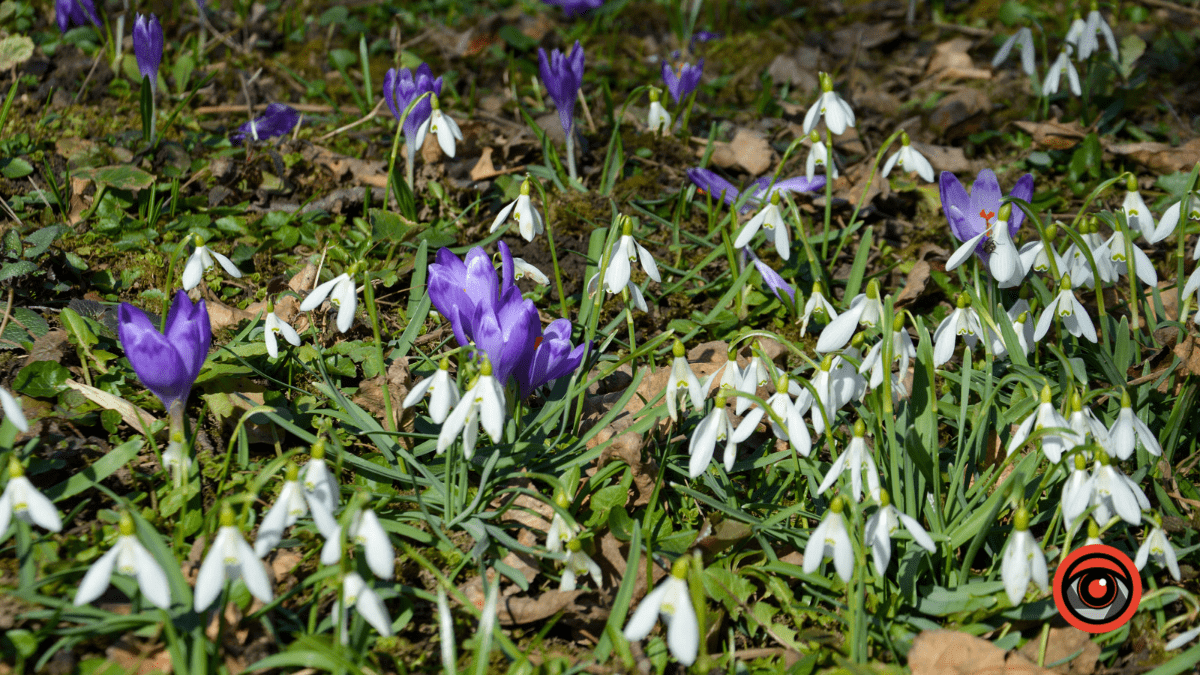 Справжня весна прийшла і до нас | Фоторепортаж 9