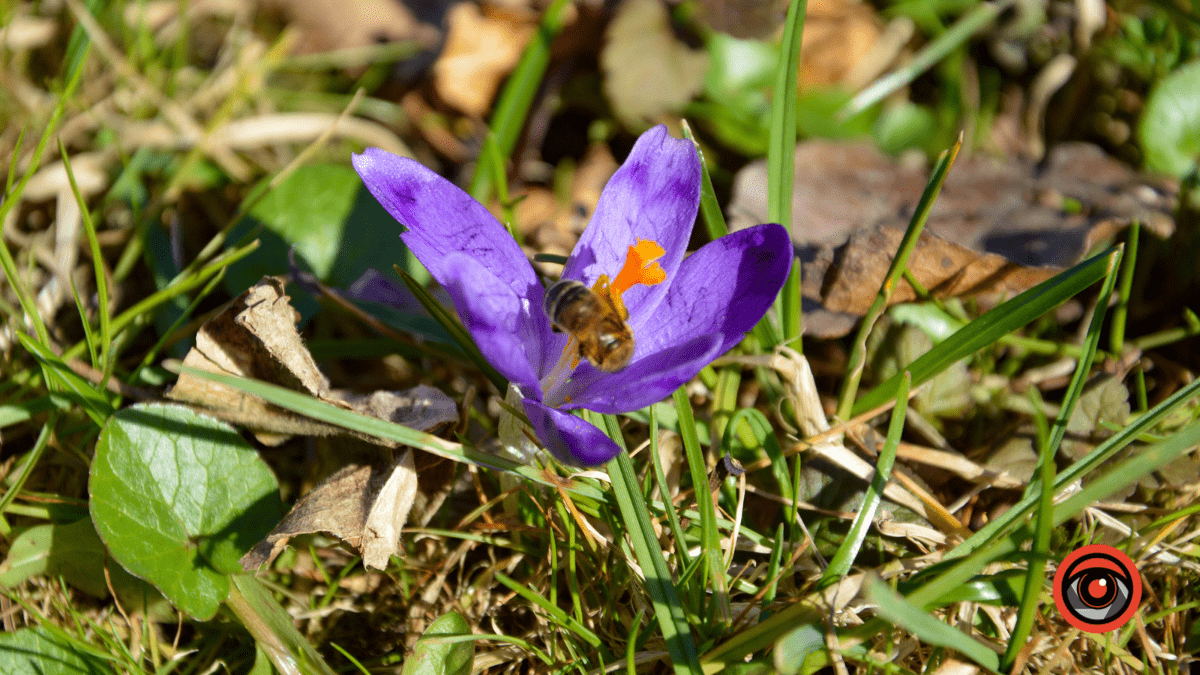 Справжня весна прийшла і до нас | Фоторепортаж 11