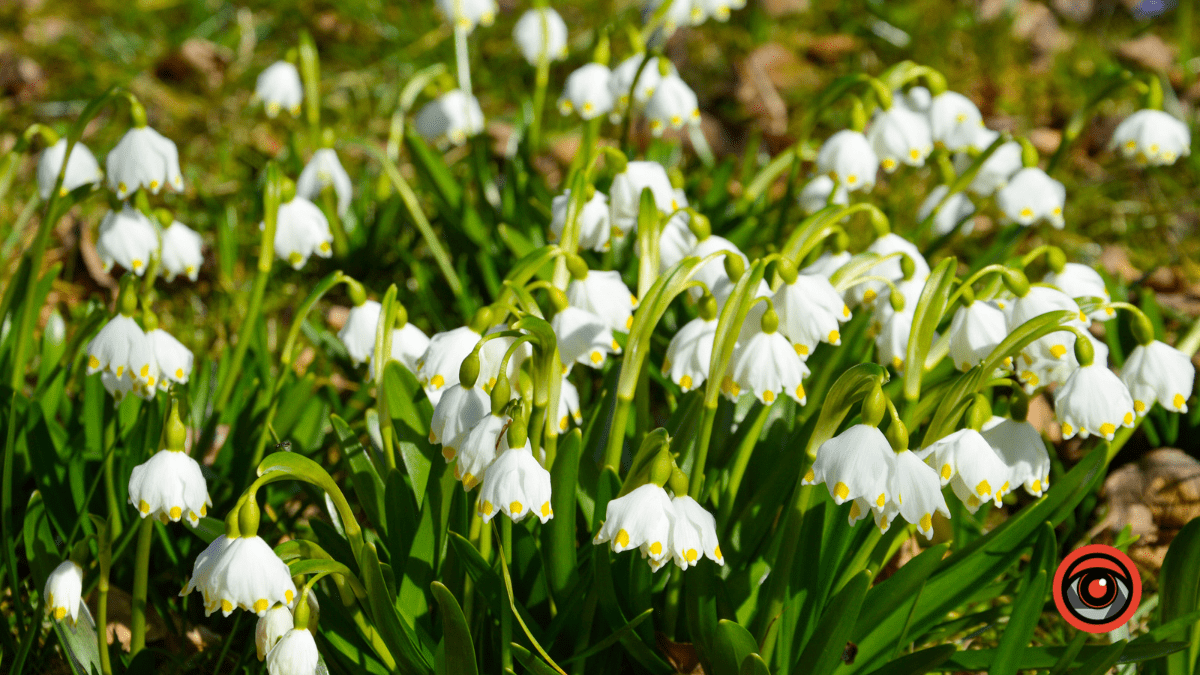 Справжня весна прийшла і до нас | Фоторепортаж 4